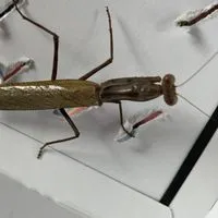 昆虫が大好きな中学生が集まるチーム