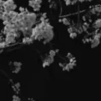  ︎︎運命 ノ 華   。 ︎︎