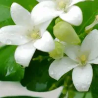 新装開店🌹オジオバ喫茶室～のんびり雑談相談癒しの時間を過ごしましょう