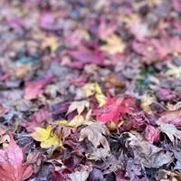 🌸関西🌸40〜60代　カフェ☕️で一息🫖イベントも楽しみましょう🎵😊