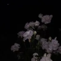  ︎︎貴方 岳 乎 薆シテ マス  。  ︎︎