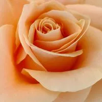 還暦以上シングル部屋