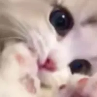 雑談したいやつこい！