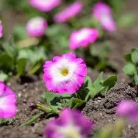 花ロードproject 誰でも参加できます