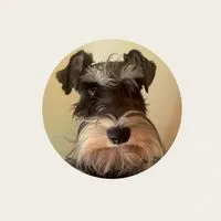 ⚠️迷子犬・チル【メインルーム】