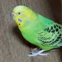 セキセイインコとインコが好きな方集まれ!