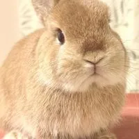 うさぎ好きの部屋🐰うさぎ情報大学