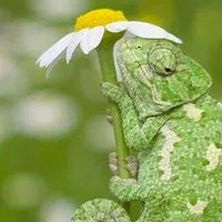 【九州在住者限定】爬虫類飼育者グループ🦎🐸🐊🐢🐍