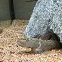 魚の話がしたいおぷ