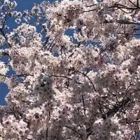 真天地開闢集団ジグザグのファンの集まり