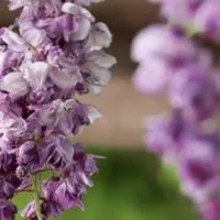 好きな音楽共有🎵🍇