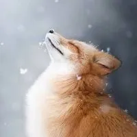 自由な原神オプ