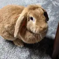 野球応援