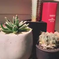 室内で植物を育てよう