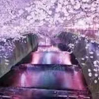 光の森🌳🍃〜迷ったらおいで( ᐛ )و⚐ﾞｶﾓﾝﾇ(未成年不可)