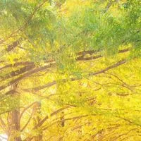光の森🌳🍃〜迷ったらおいで( ᐛ )و⚐ﾞｶﾓﾝﾇ(未成年不可)
