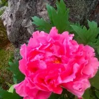 花 & 家庭菜園