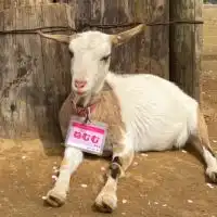 BBMD"バイバイマスクデー千葉中心に関東勢"