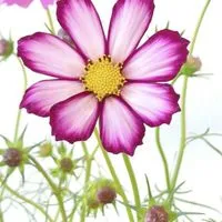 英語初心者～中級者限定。気軽にご訪問下さい　English learners!