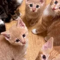 理系生物おたくの部屋