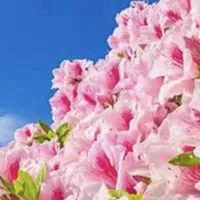 英語初心者～中級者限定。気軽にご訪問下さい　English learners!