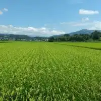 🍚米農家🌾水稲農家🌾稲作農家🍚
