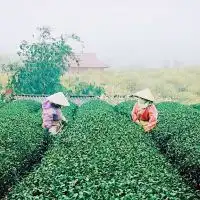 【工芸作物】農業ネットワーク