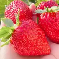strawberry🍓(会員制インフルエンサーグループ)