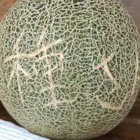 藤平家の種さん