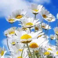 心の病(鬱、躁鬱・双極性障害)