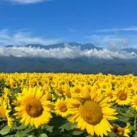 四十肩、五十肩悩む人汗