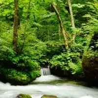 胞状奇胎／侵入奇胎／絨毛癌
