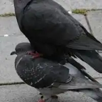 🐦ハト限定オープンチャット🐦