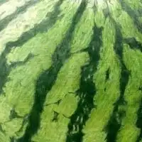 フルーツ新歓2023🍉