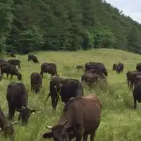 小板まきばの里