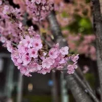 関東車愛好會
