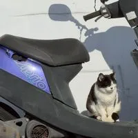 原付バイク、原チャリ(たまに車)交流所