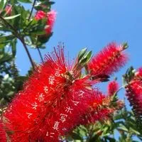 スマホ写真に言葉を添えて