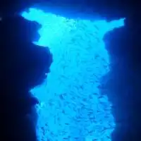 ダイビングの動画・画像