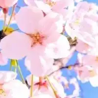 CF統・企画室合同　春のフォトコンテスト