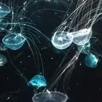 クラゲの写真をシェアしよう