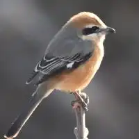 野鳥を撮ろう(^-^)/ボチボチですが(^_^)