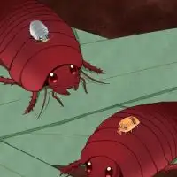 奇虫飼育者(ゴキブリ・ワラダン・サソリ…etc)