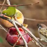 野鳥の森
