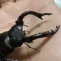 クワガタちゃん【クワカブについて楽しく相談雑談しましょ😊】