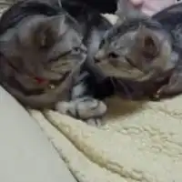 めいぽたおと（めいほたおと）