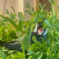 🌺文鳥カフェ🌺 文鳥＊野鳥＊小鳥好き💕 憩いサロン