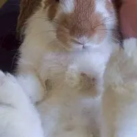 うさぎカフェ