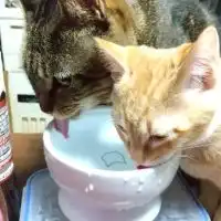 猫飼ってる人