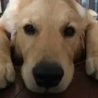 #ゴル友(ゴールデンレトリバー)の犬舎
